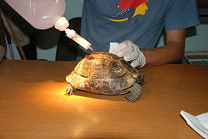 Περιποίηση τραύματος στη χελώνα