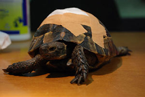 Τραυματισμένη χελώνα