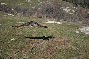 Απελευθέρωση Γερακίνας στο Χορτιάτη